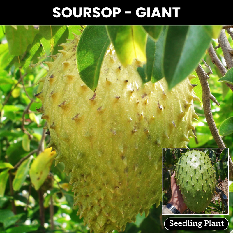 Soursop - Giant - Fruit Plant