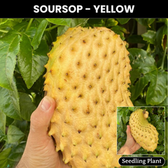 Soursop - Yellow - Fruit Plant