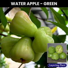 Water Apple - Green - Fruit Plant
