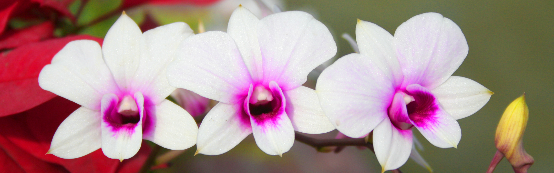 ORCHID PLANTS