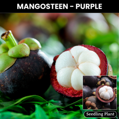 Mangosteen - K100 - Fruit Plant