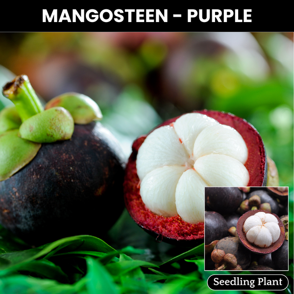 Mangosteen - K100 - Fruit Plant