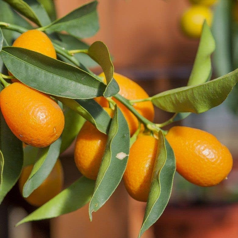 Israel Kumquat Orange - Fruit Plant