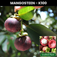 Mangosteen - Purple - Fruit Plant