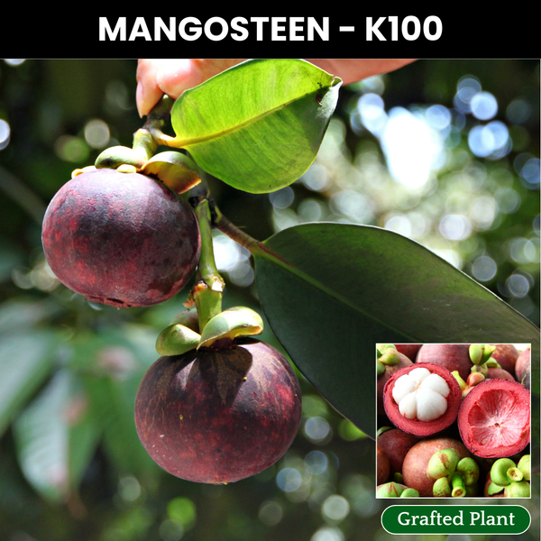 Mangosteen - Purple - Fruit Plant