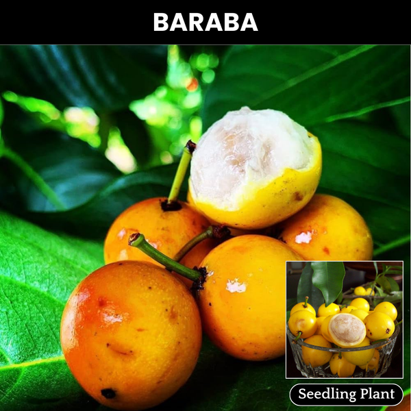 Baraba - Lemon Drop Mangosteen - Fruit Plant