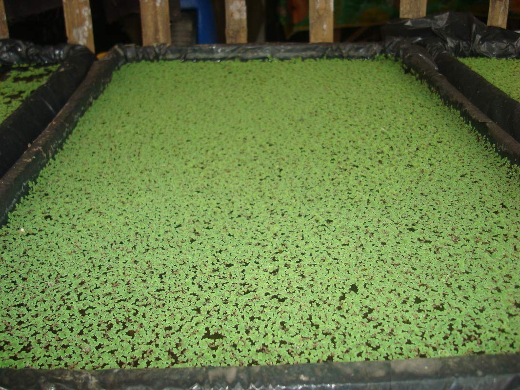 Azolla Floating plant - Azolla caroliniana Aquatic Plant