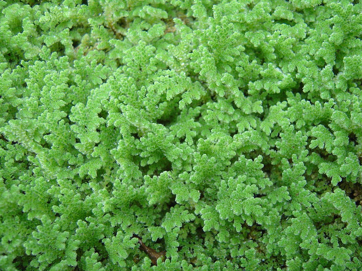 Azolla Floating plant - Azolla caroliniana Aquatic Plant