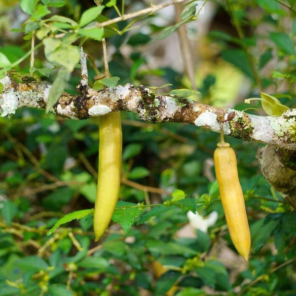 Candle Fruit (Parmentiera Cereifera) Fruit Plant