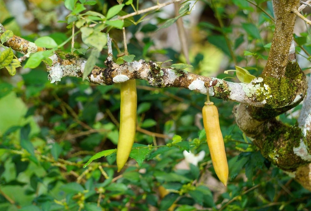 Candle Fruit (Parmentiera Cereifera) Fruit Plant