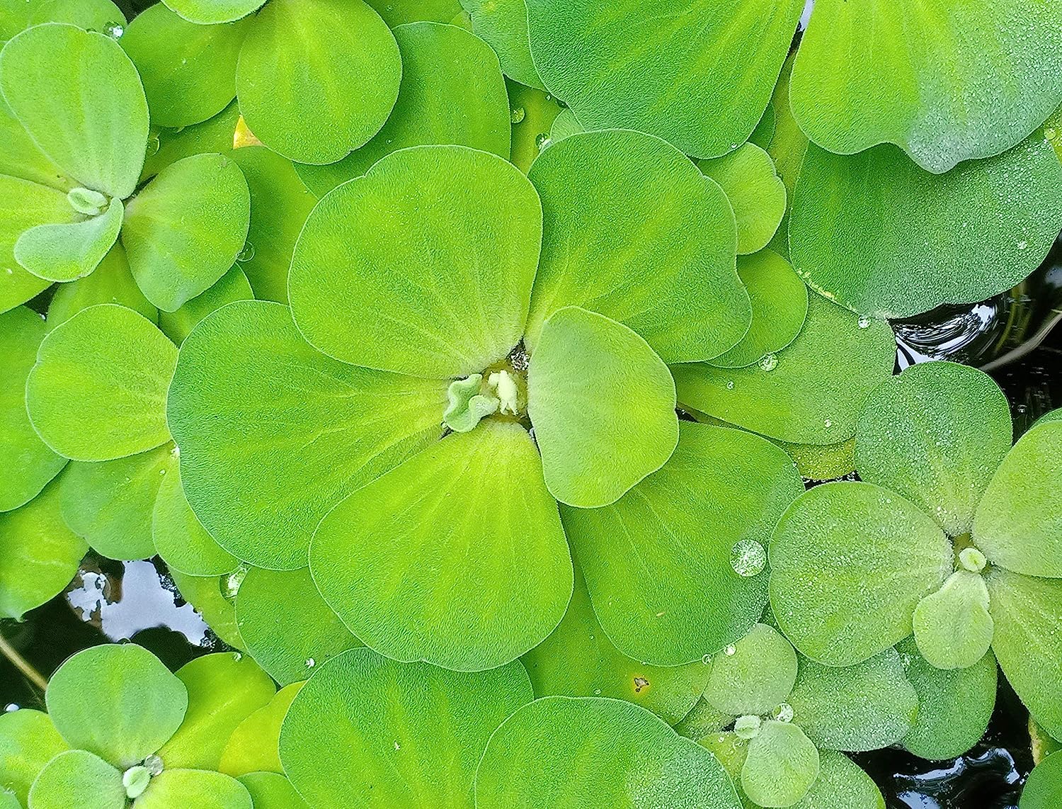 Pistia stratiotes ( Water Cabbage/Water Lettuce ) Aquatic Plant