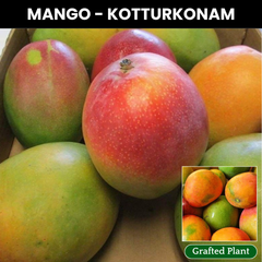 Kottoorkonam Mango Fruit Plant