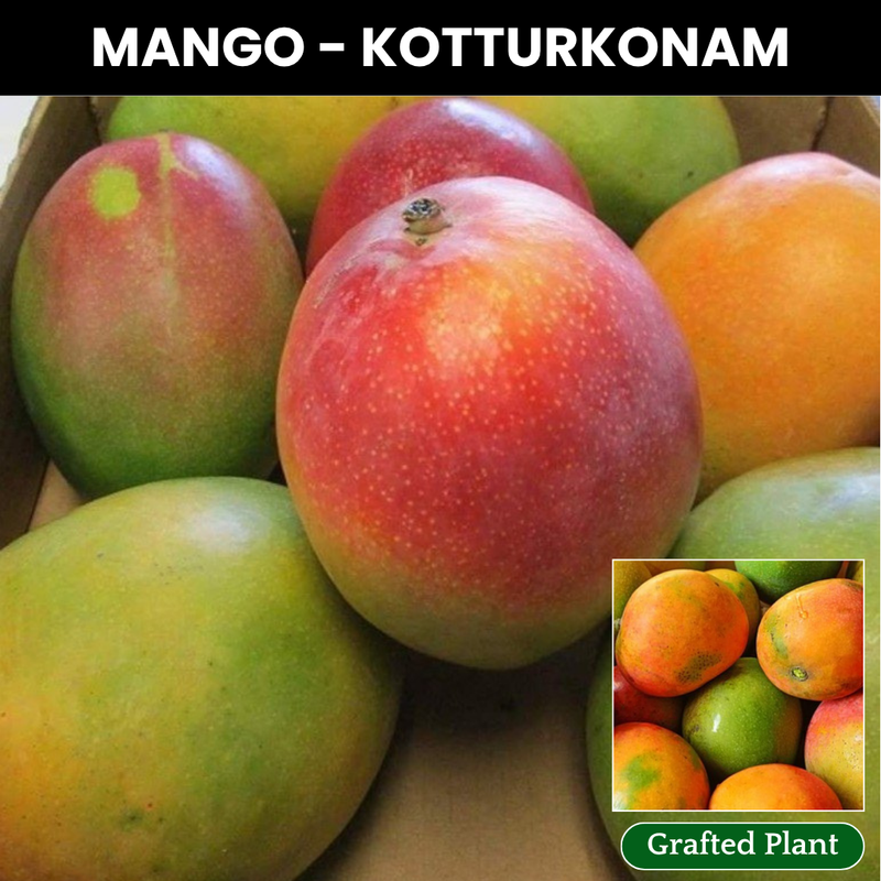 Kottoorkonam Mango Fruit Plant
