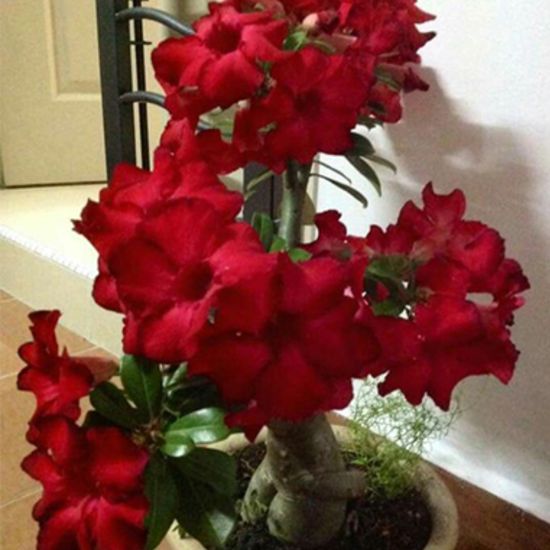 Adenium - BUNCHY RED- 10 Flower Seeds