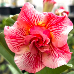 Adenium - DESERT ART- 10 Flower Seeds
