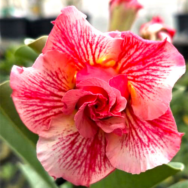 Adenium - DESERT ART- 10 Flower Seeds