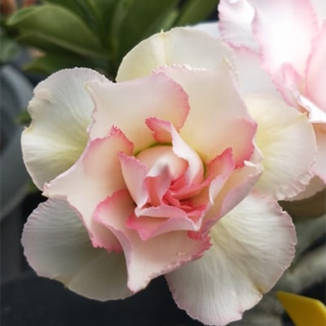 Adenium - DESERT PEARL- 10 Flower Seeds