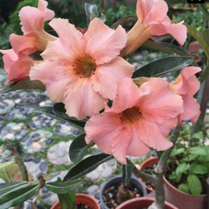 Adenium - DESERT PRINCESS- 10 Flower Seeds