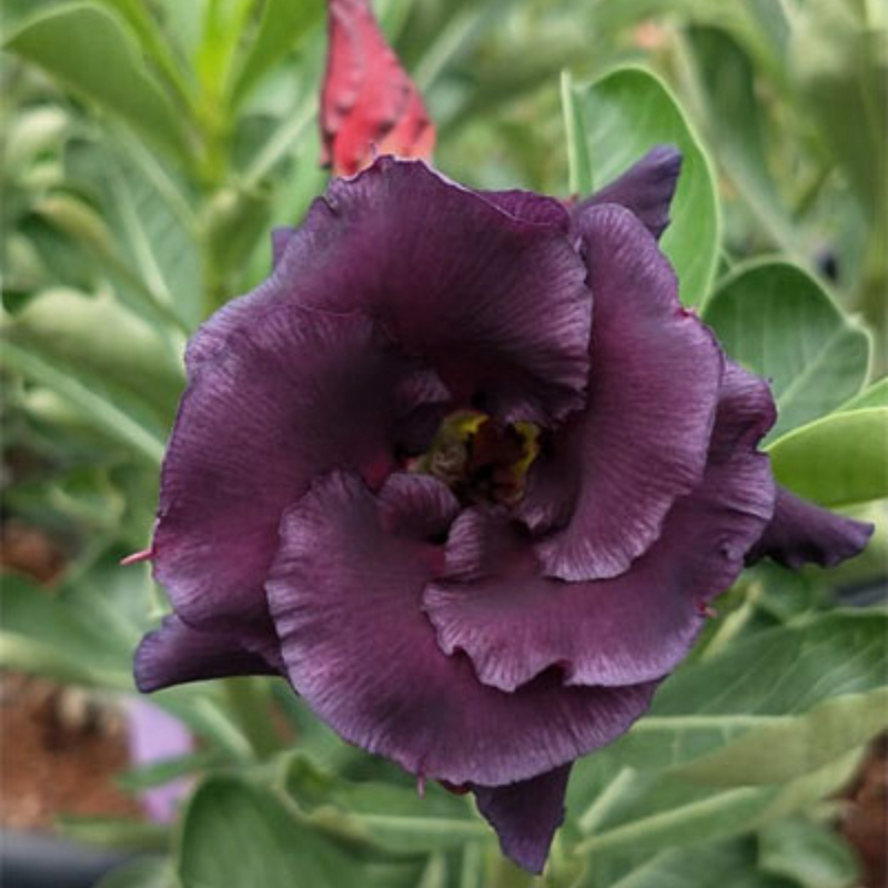 Adenium - PURPLE FALCON- 10 Flower Seeds