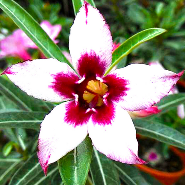 Adenium - WONDER STAR- 10 Flower Seeds