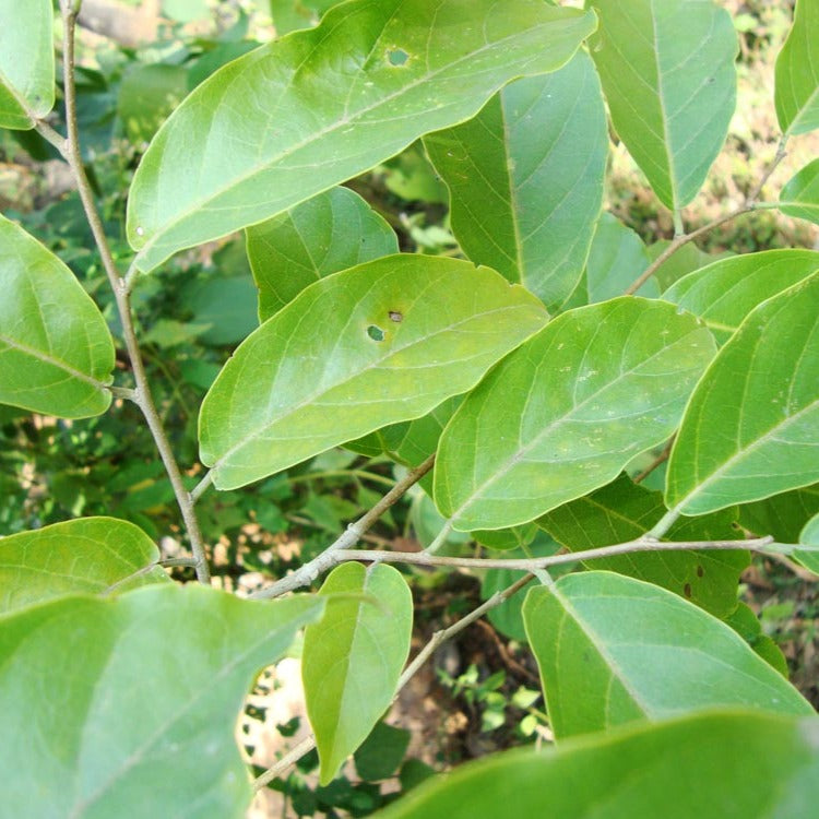 Aaval / Indian elm ( Holoptelea integrifolia ) Medicinal Plant