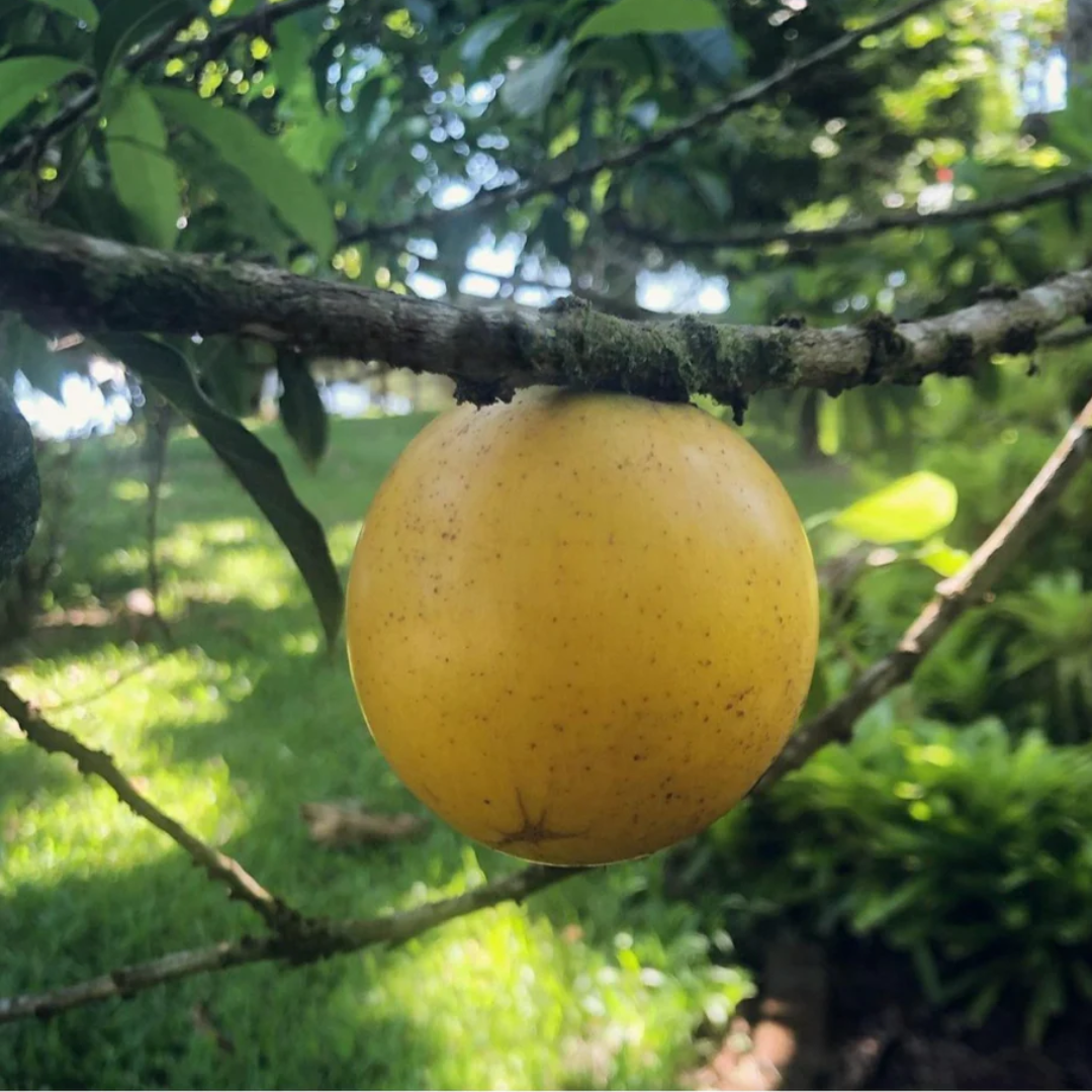 Abiu - Giant Fruit Plant