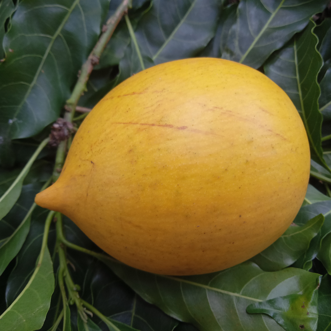 Abiu - Giant Nipple Fruit Plant