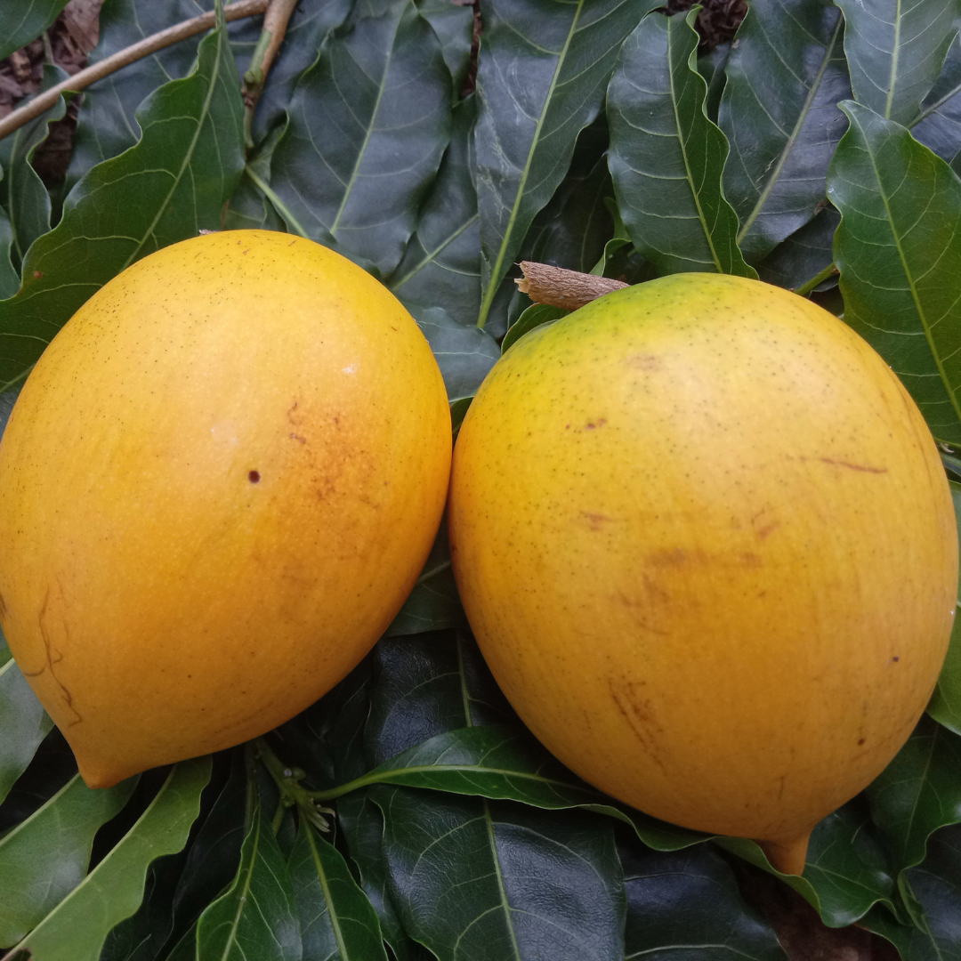 Abiu - Giant Nipple Fruit Plant