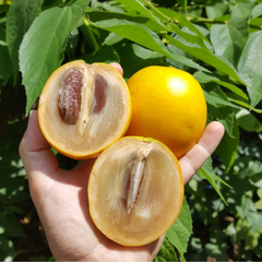 Abiu - Hybrid Abiu - Pouteria caimito Fruit Plant
