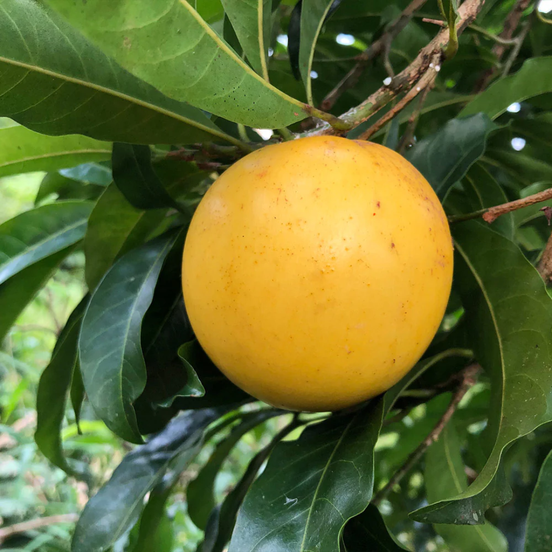 Abiu - Hybrid Fruit Plant