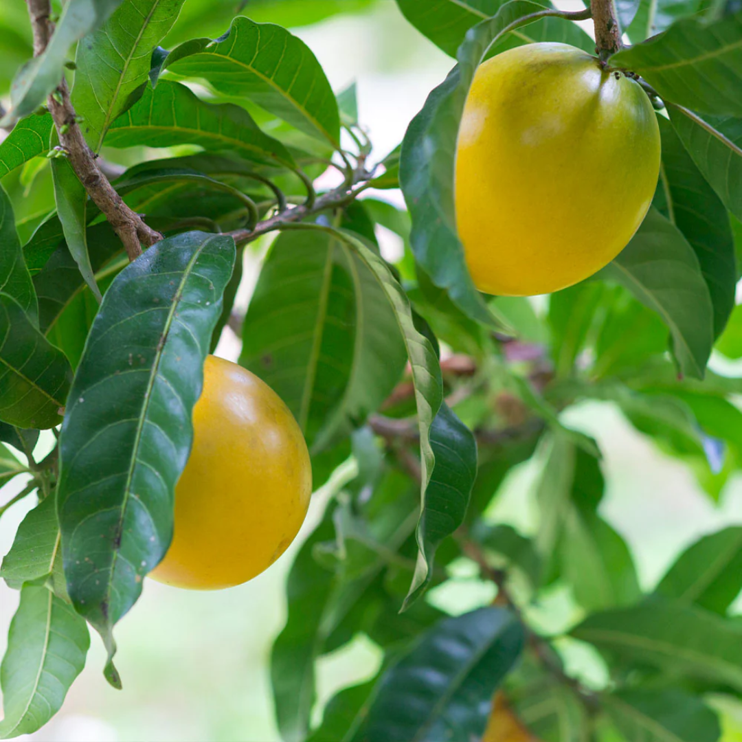 Abiu - Hybrid Fruit Plant