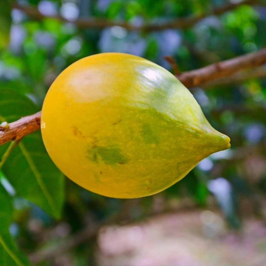 Abiu - Sweet Nipple Fruit Plant