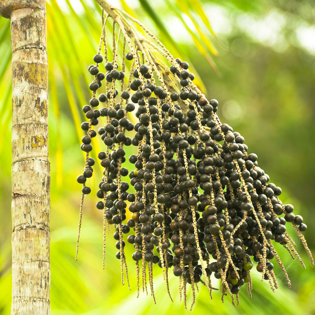 Acai Berry - Euterpe oleracea - Fruit Plant