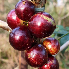 Hybrid Jaboticaba - Acu Paulista Fruit Plant