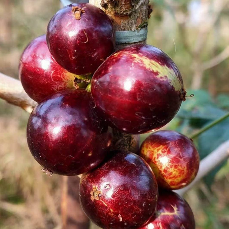 Hybrid Jaboticaba - Acu Paulista Fruit Plant
