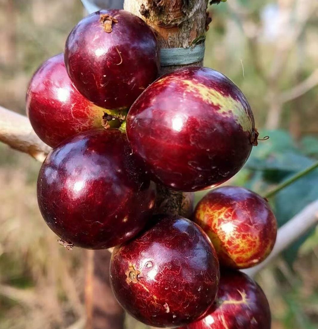 Hybrid Jaboticaba - Acu Paulista Fruit Plant