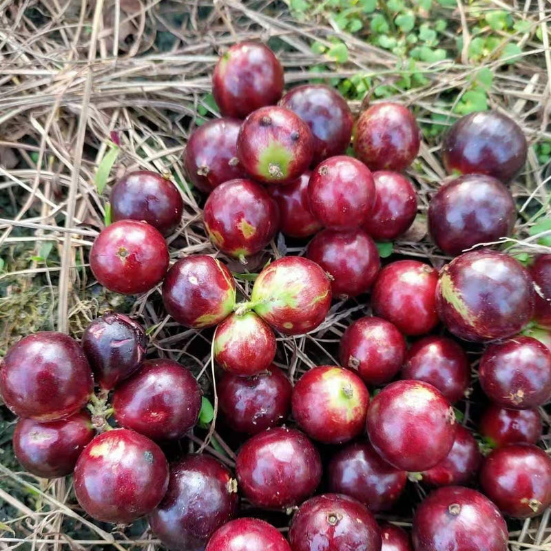 Hybrid Jaboticaba - Acu Paulista Fruit Plant