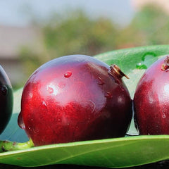 Hybrid Jaboticaba - Acu Paulista Fruit Plant
