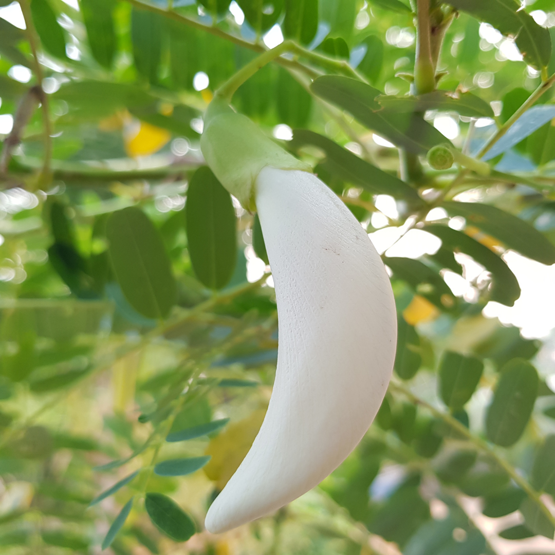 Agati - White - 20 Tree Seeds