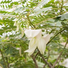Agati - White - 20 Tree Seeds