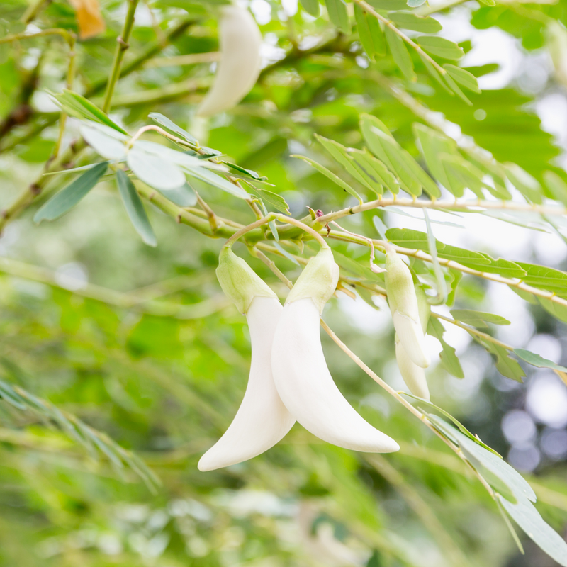 Agati - White - 20 Tree Seeds
