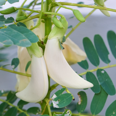 Agati - White - 20 Tree Seeds