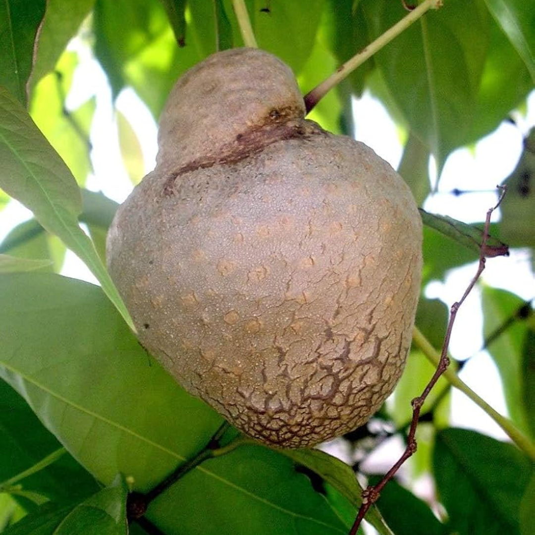 Air Potato - Adathaapu - Dioscorea Bulbifera - Tuber