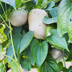 Air Potato - Adathaapu - Dioscorea Bulbifera - Tuber