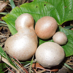 Air Potato - Adathaapu - Dioscorea Bulbifera - Tuber
