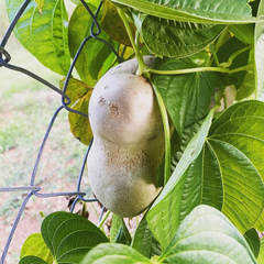 Air Potato - Adathaapu - Dioscorea Bulbifera - Tuber