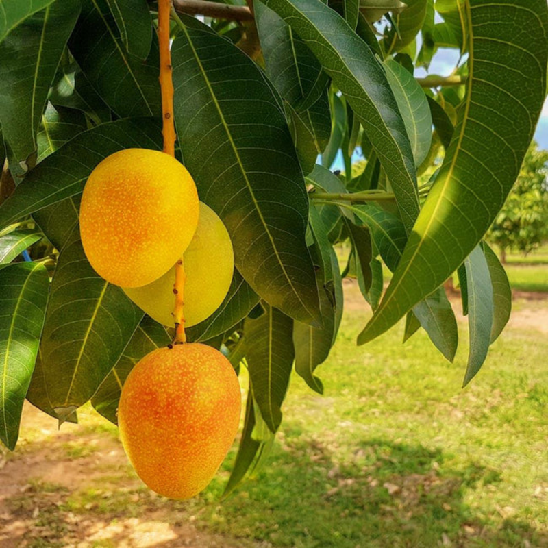 Mango - Alphonso Ratnagiri - Fruit Plant
