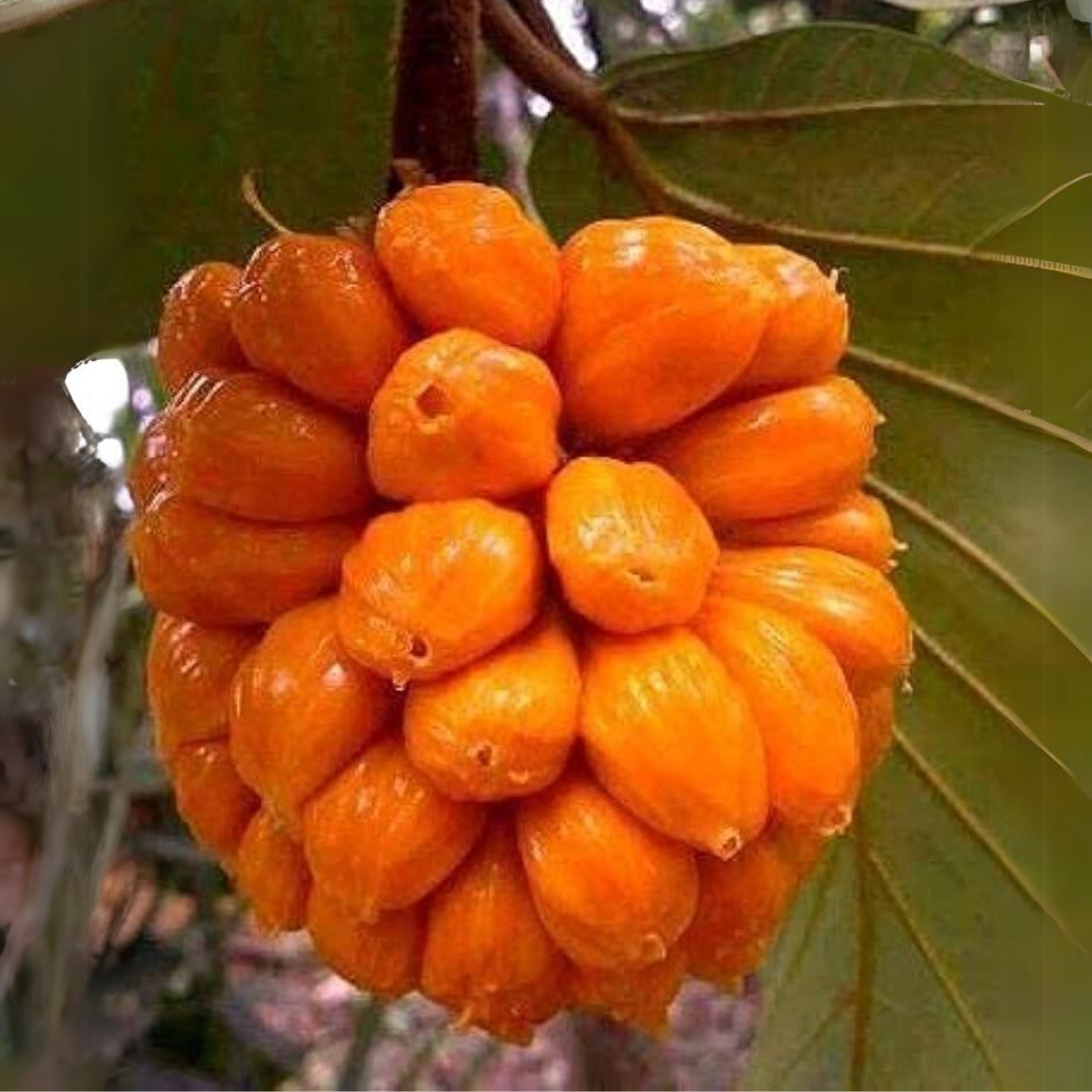 Wild Jackfruit - Orange - 20 Fruit Seeds