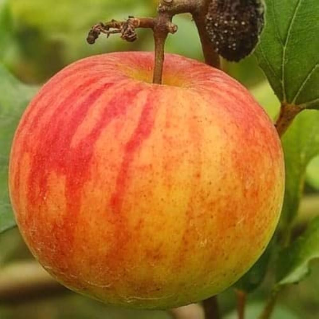 Apple Ber - Ball Sundari Exotic Fruit Plant