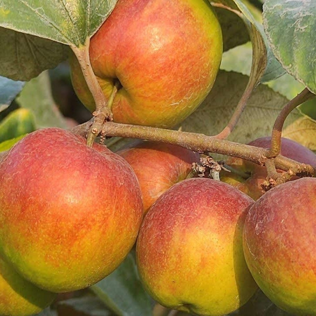 Apple Ber - Ball Sundari Exotic Fruit Plant